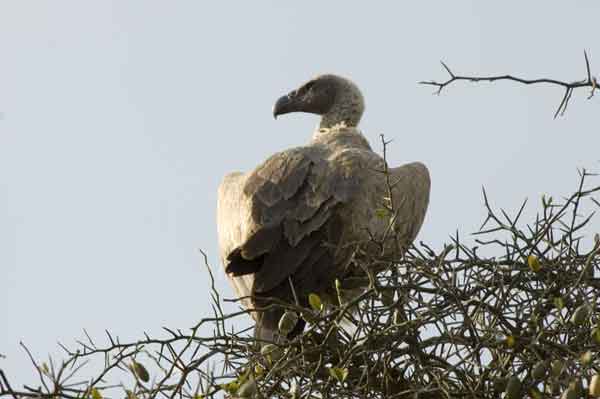 76 - Kenia - Buitre - reserva nacional de Masai Mara